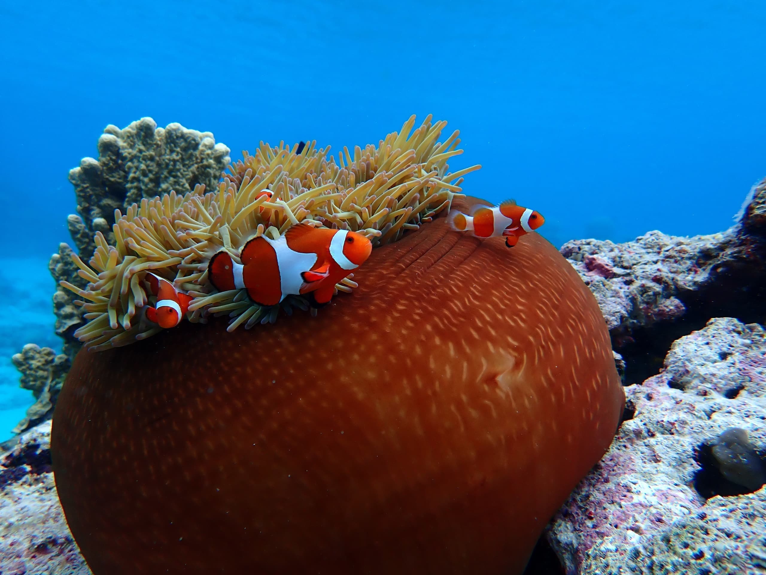 p4301336.jpg