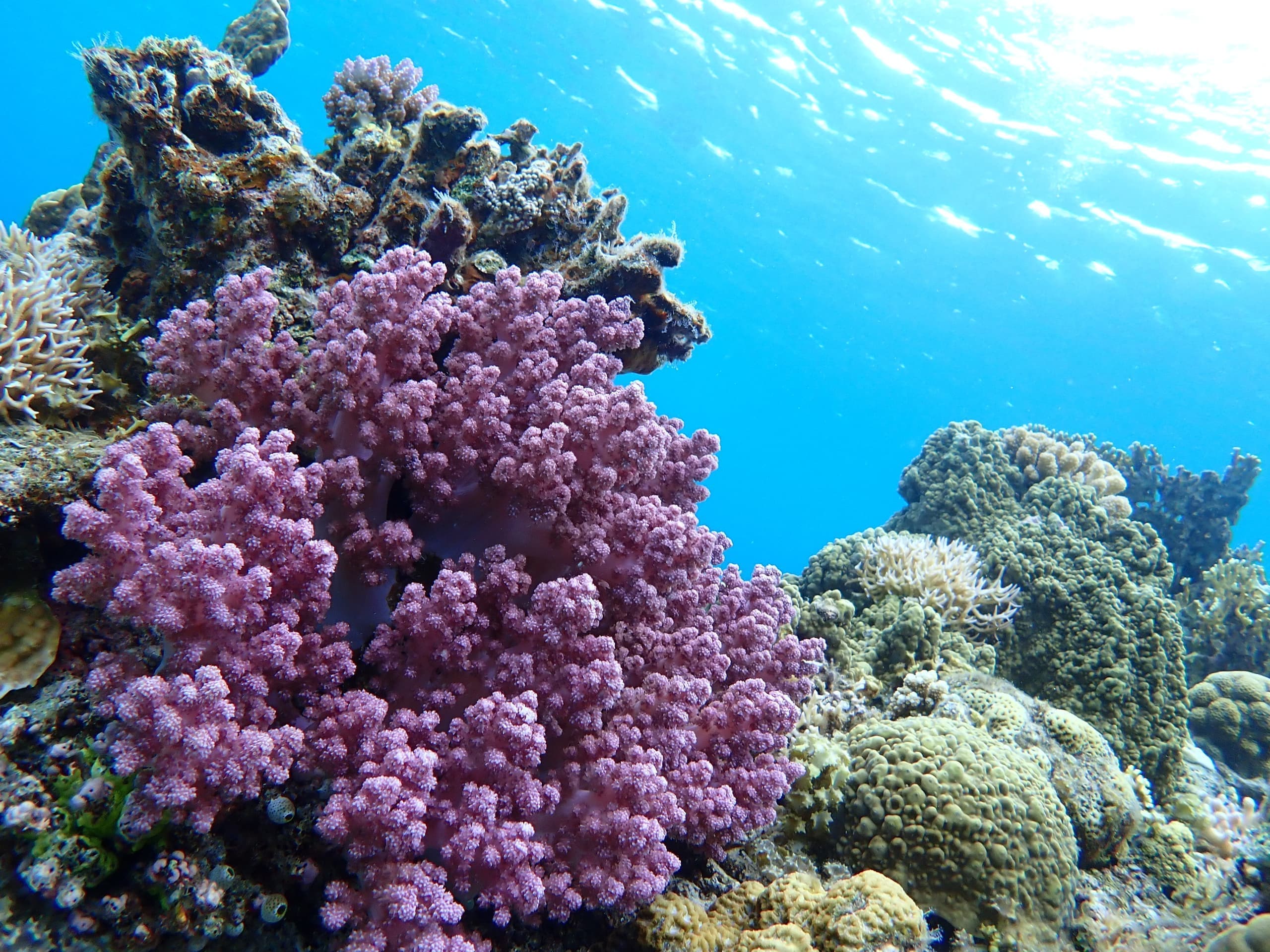 p4293299.jpg