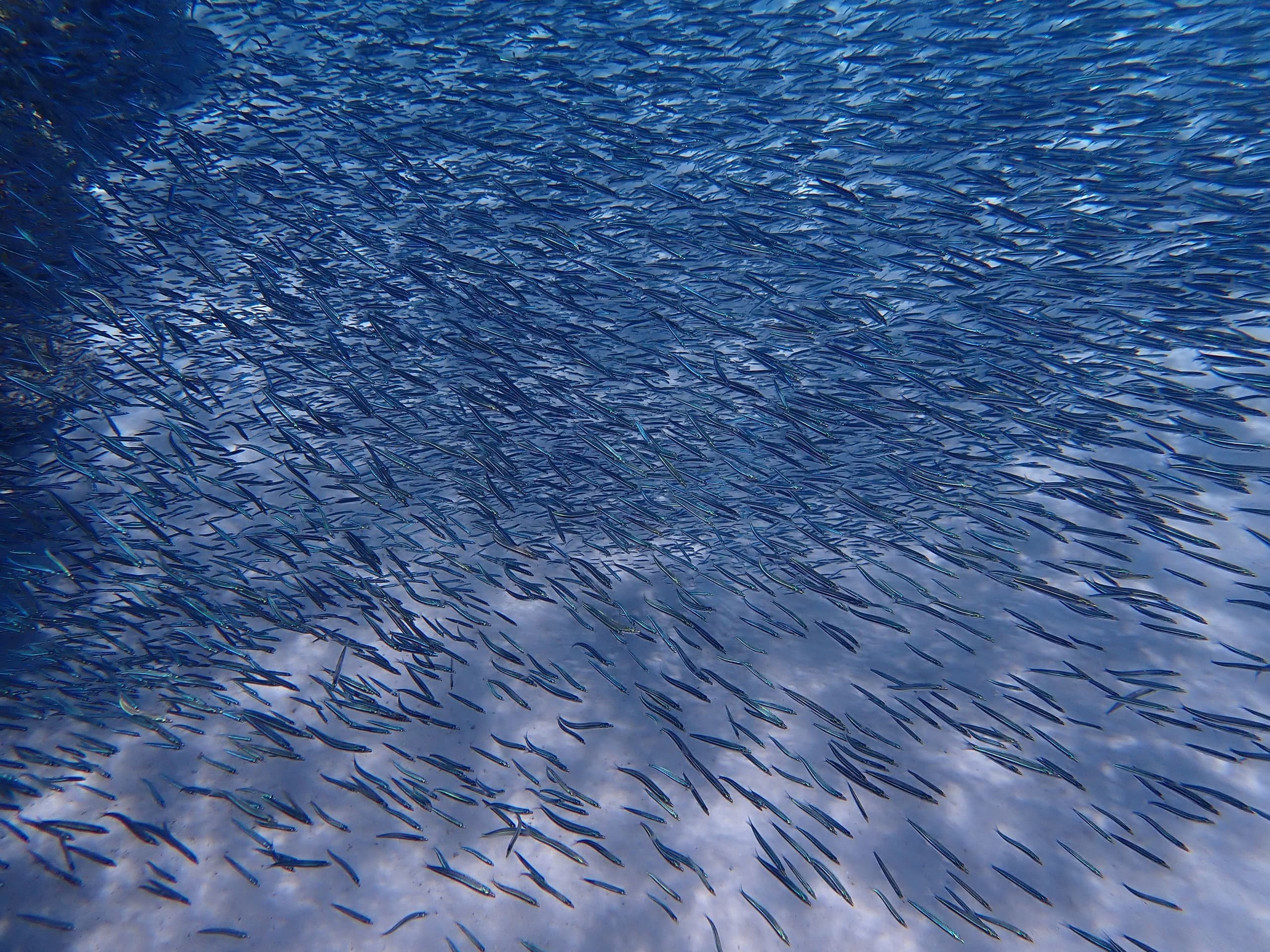 p7231590.jpg